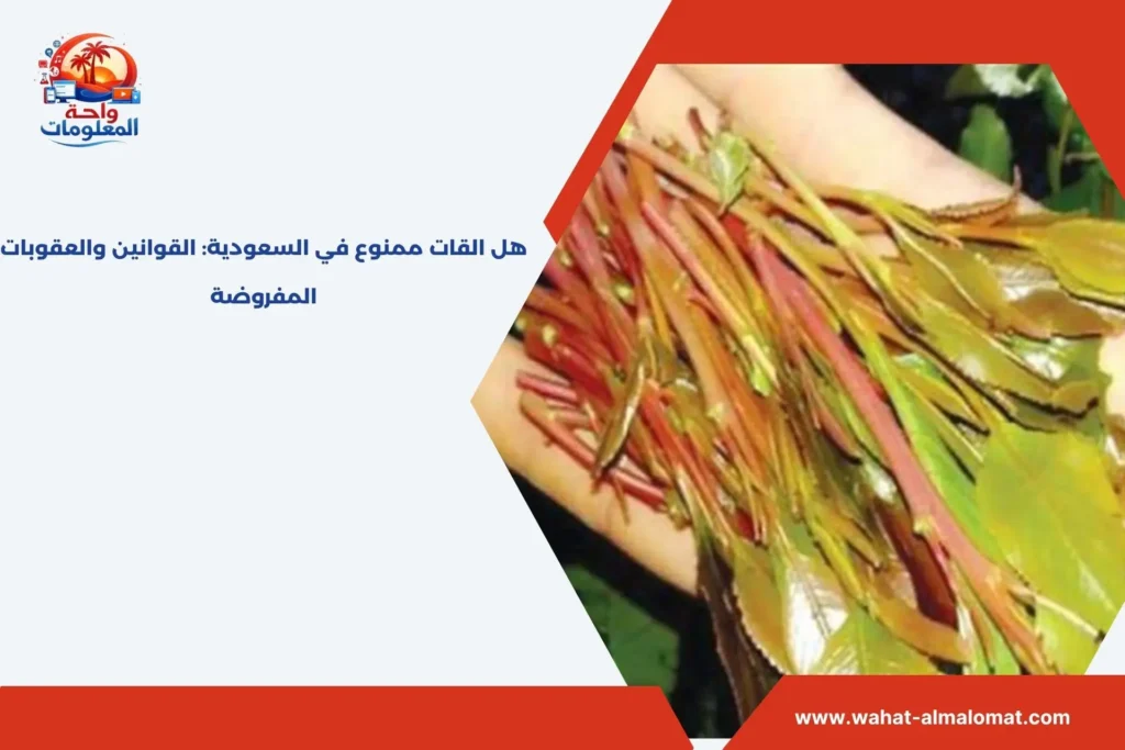 هل القات ممنوع في السعودية